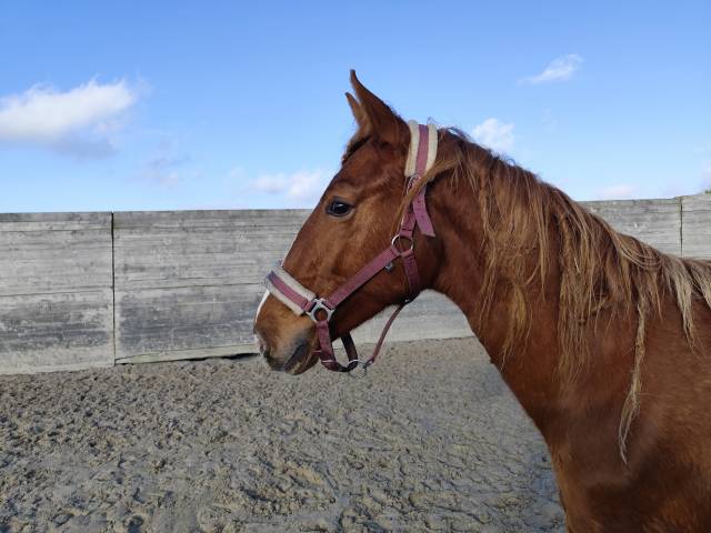 Mâle sf de 2ans par casallo x diamant. top famille 