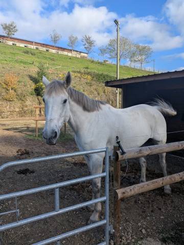 Selle français par vigo d'arsouille