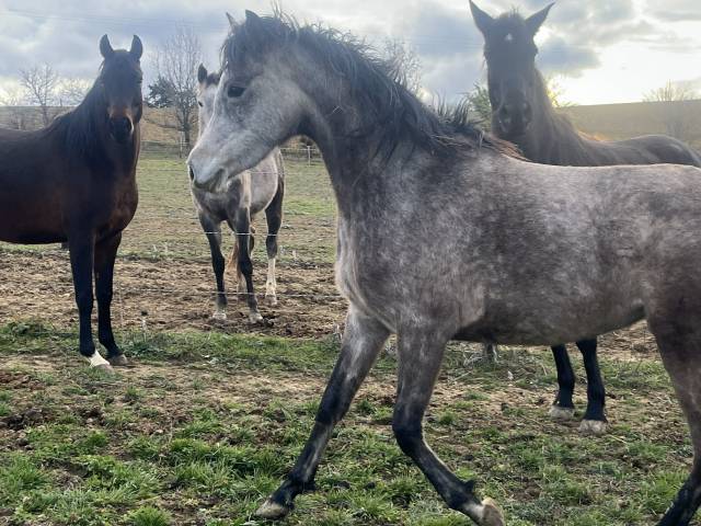 Jument pur sang arabe pp