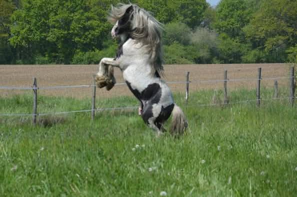 Bony des champs d'or : bony des champs d'or - saillie étalon irish cob
