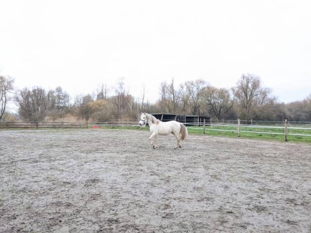 Cheval espagnol onc hongre