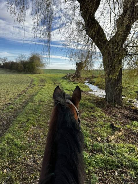 Jument tf 3 ans, petit modèle