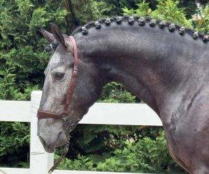 Un lusitanien qui fait craquer