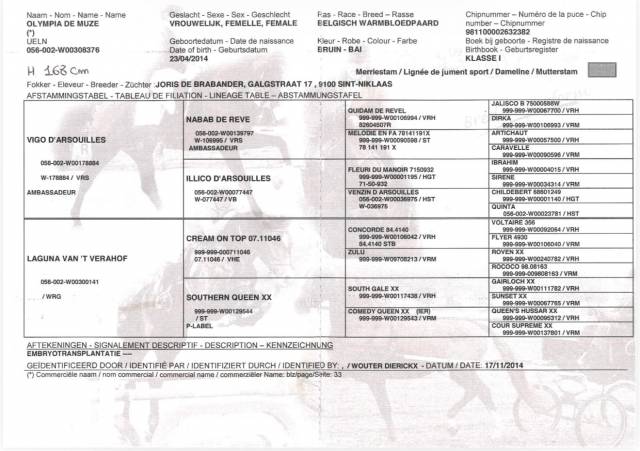 Jument bwp cheval de sang belge a vendre 2014 bai