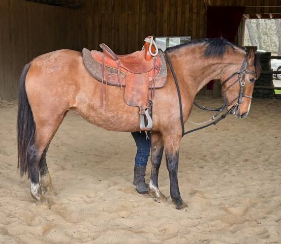 Jument pure race espagnole (pre)