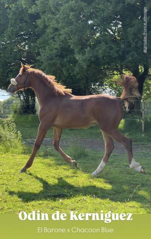 Hongre el barone - souche jumpy