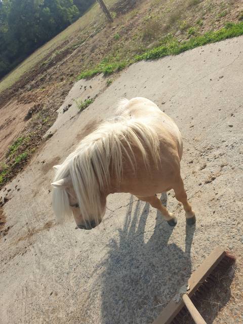 2 shetlands a vendre 