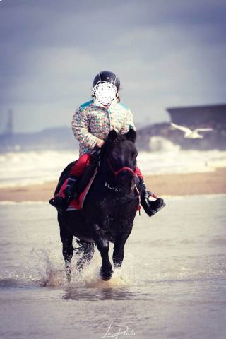 Poney shetland hongre 