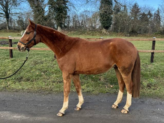 Hongre westphalien 4 ans