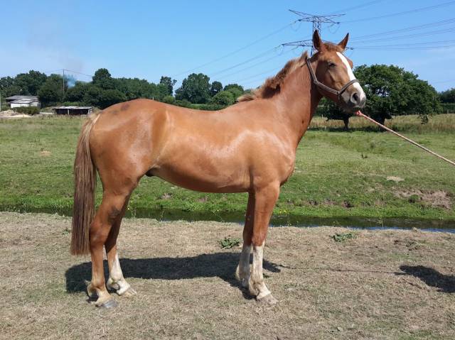 Poney pfs par opplala st hymer 