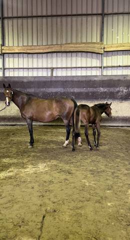 Poulinière 2007 sfo