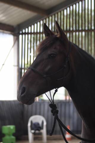 Superbe jument espagnole 