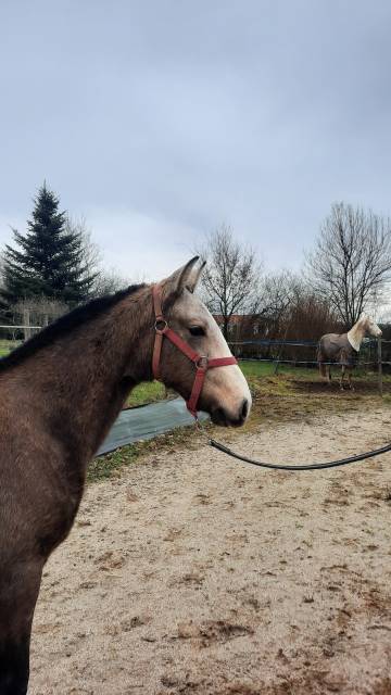 Cheval poulain pur sang lusitanien 