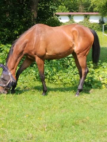 Vends juments pur sang anglais