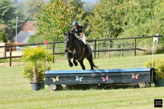 Super cheval pour loisir et compétition 