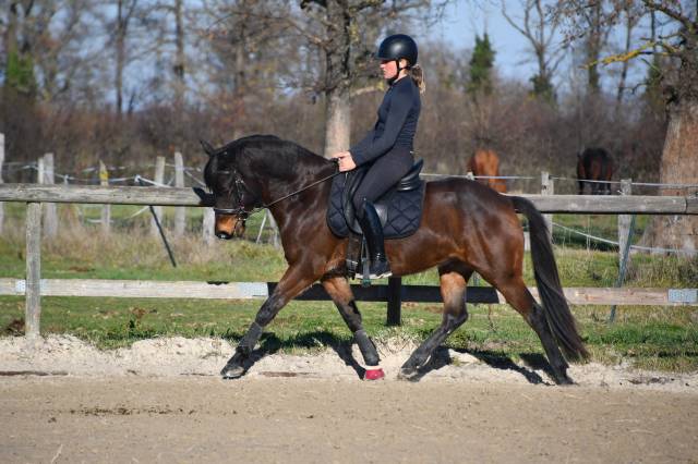 Poney dressage cheval 