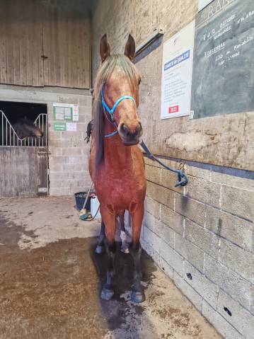 Hongre dsa 4ans loisirs endurance 
