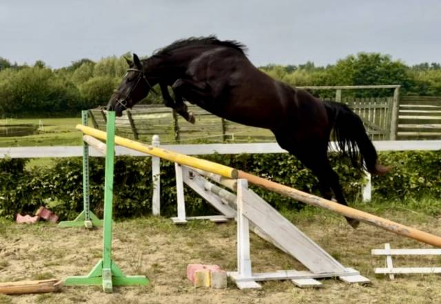 Belle et grande jument noire