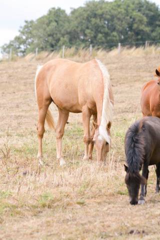 Super cheval polyvalent