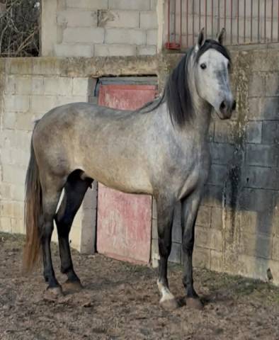 Cheval pp espagnol 