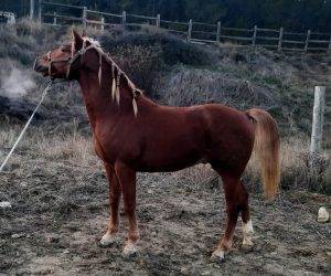 Vaquero : cheval de qualité à prix raisonnable