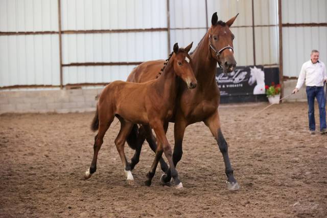 Poulain sf d'avenir (cso,cce)