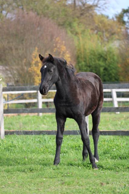 Valse de blackgrim (x nalegro)