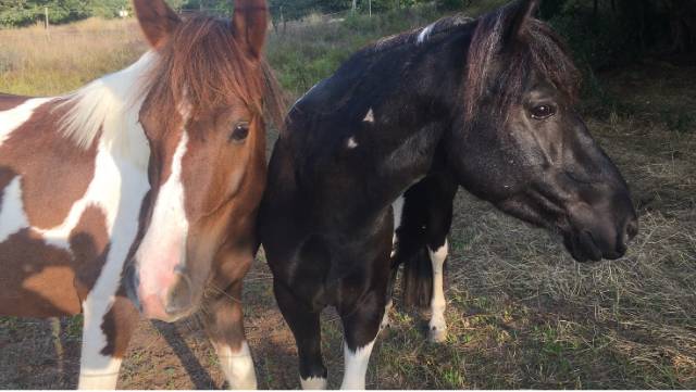 Ponette de club et élevage pie noir onc 10 ans 