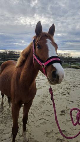 Male sf par candy de nantuel 