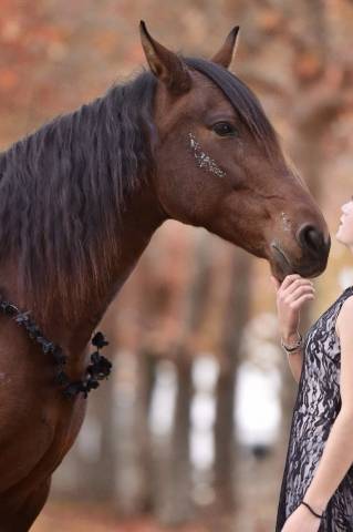 Cheval - jument pure race espagnol