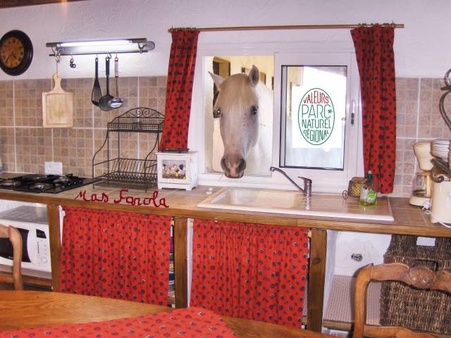 Gîte equestre en camargue