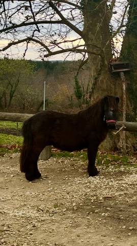 Mignon d’alix super shetland onc hongre 4 ans