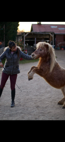 Ponette type shetland / poney miniature