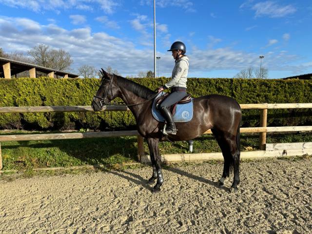 Super jument d'amateur