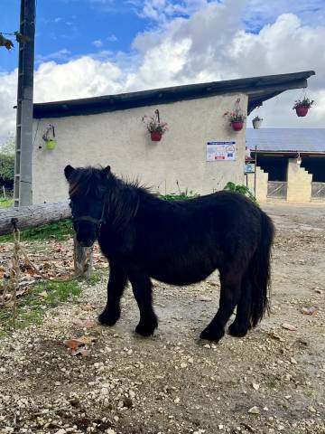 Naya ponette très douce pp shetland pour médiation