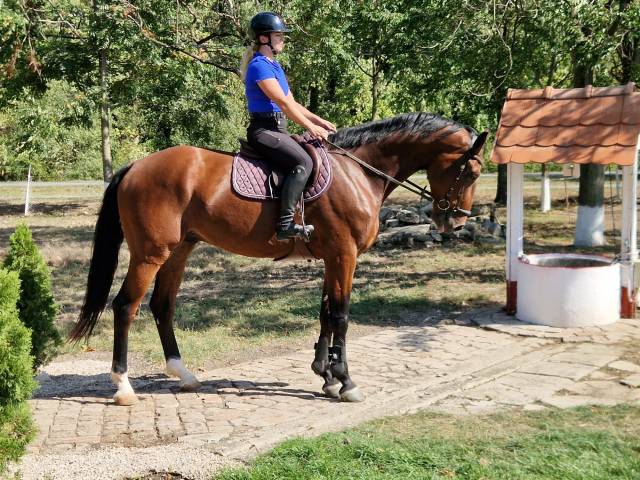 Talented young kwpn gelding for sale –