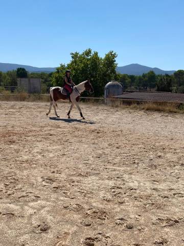 Vend cheval de sport 