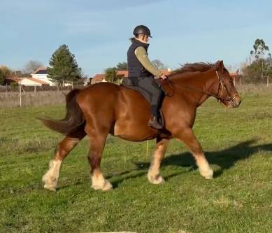 Cheval trait breton 7ans 