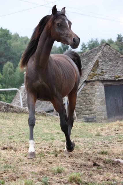 Avalon saiph : étalon arabe