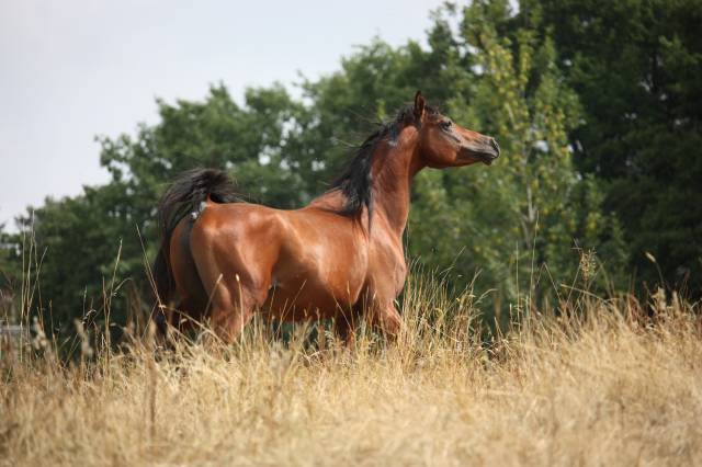 Kenjao : étalon arabe