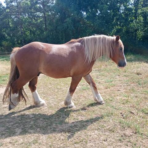Hongre trait breton 5 ans