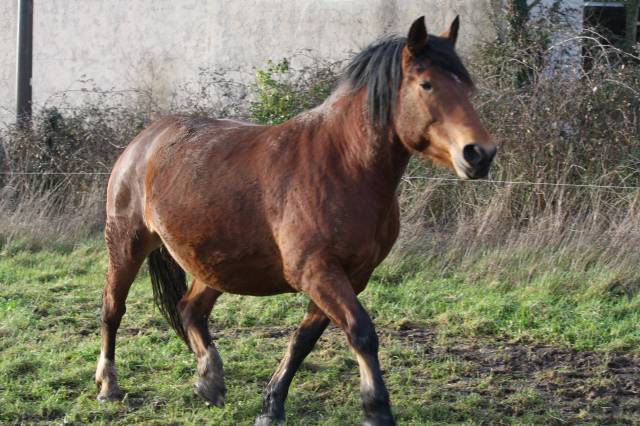 Jument poulinière cob normand
