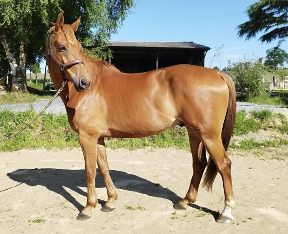 Hongre origines dressage