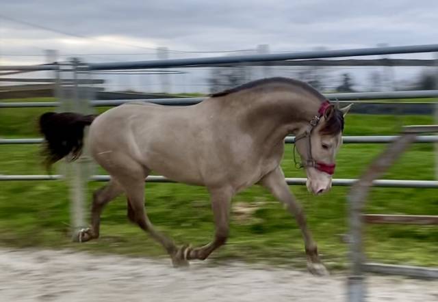 Cheval pure race espagnol dressage / spectacle / loisir