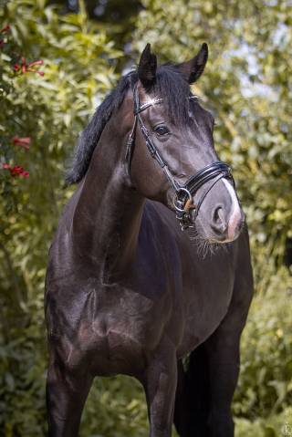 Cavalier de dressage jeune chevaux