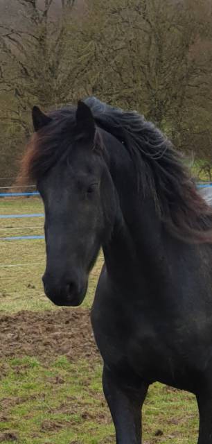 Magnifique jeune étalon frison
