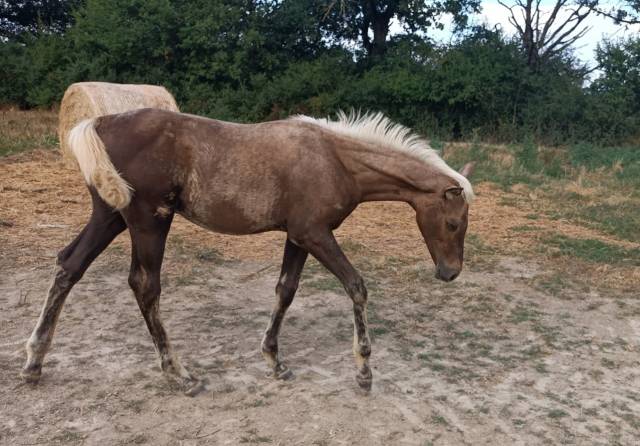 Poulain palomino  aes 1 an en 2026