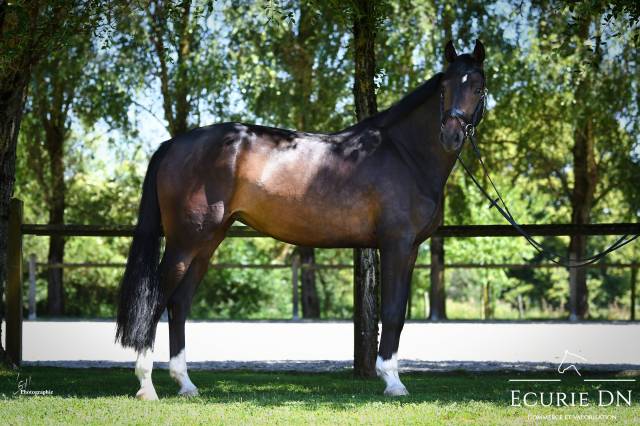 Magnifique jument de 6ans fidertanz x quaterback 