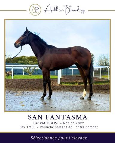 J. gagnante pr courses ou élevage / fille & soeur de bt