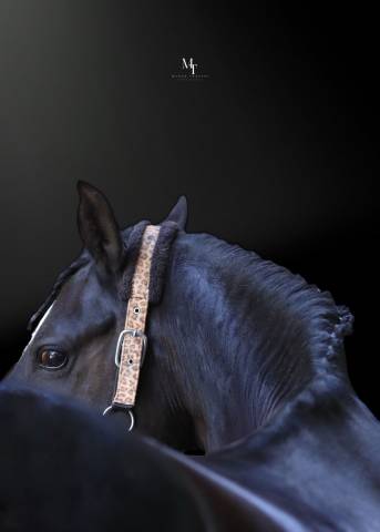 Recherche cheval dressage pour children 